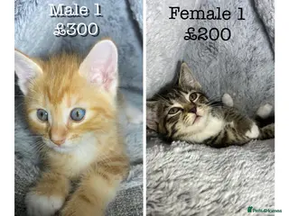 Mixed Breed cats Cute kittens ready for their forever home 🏡 - Advert 13