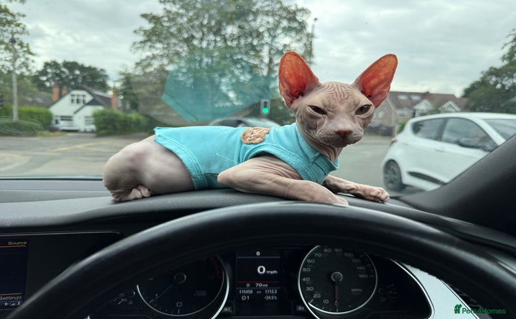 Sphynx cats - Advert 5