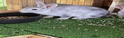 Rex rabbits for sale: Gorgeous rex rabbits - Advert 15
