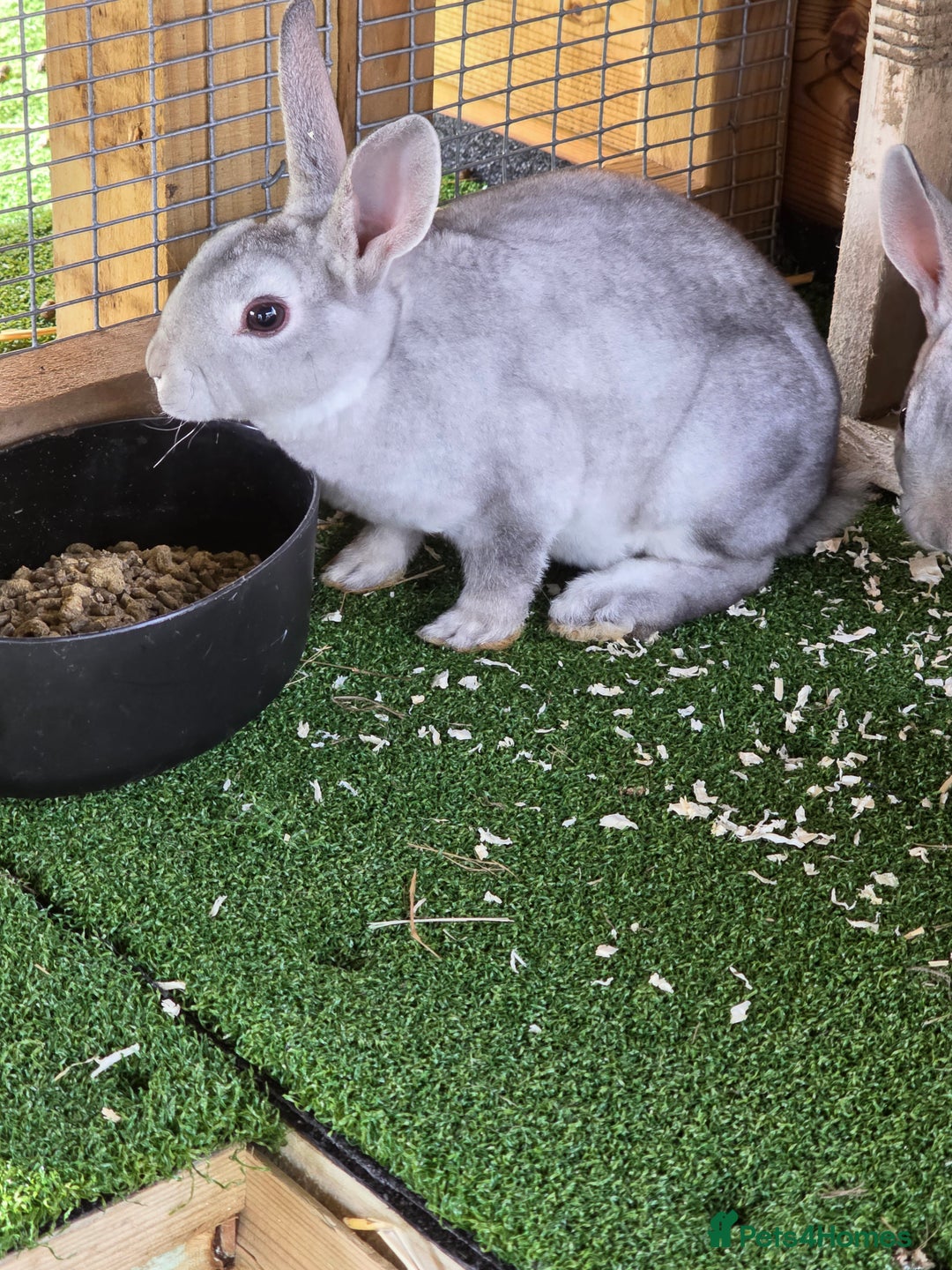 Rex rabbits for sale: Gorgeous rex rabbits - Image 11