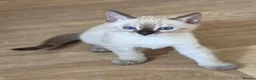 Bengal cats for sale: Tempest Bengala TICA registered kittens  - Advert 4