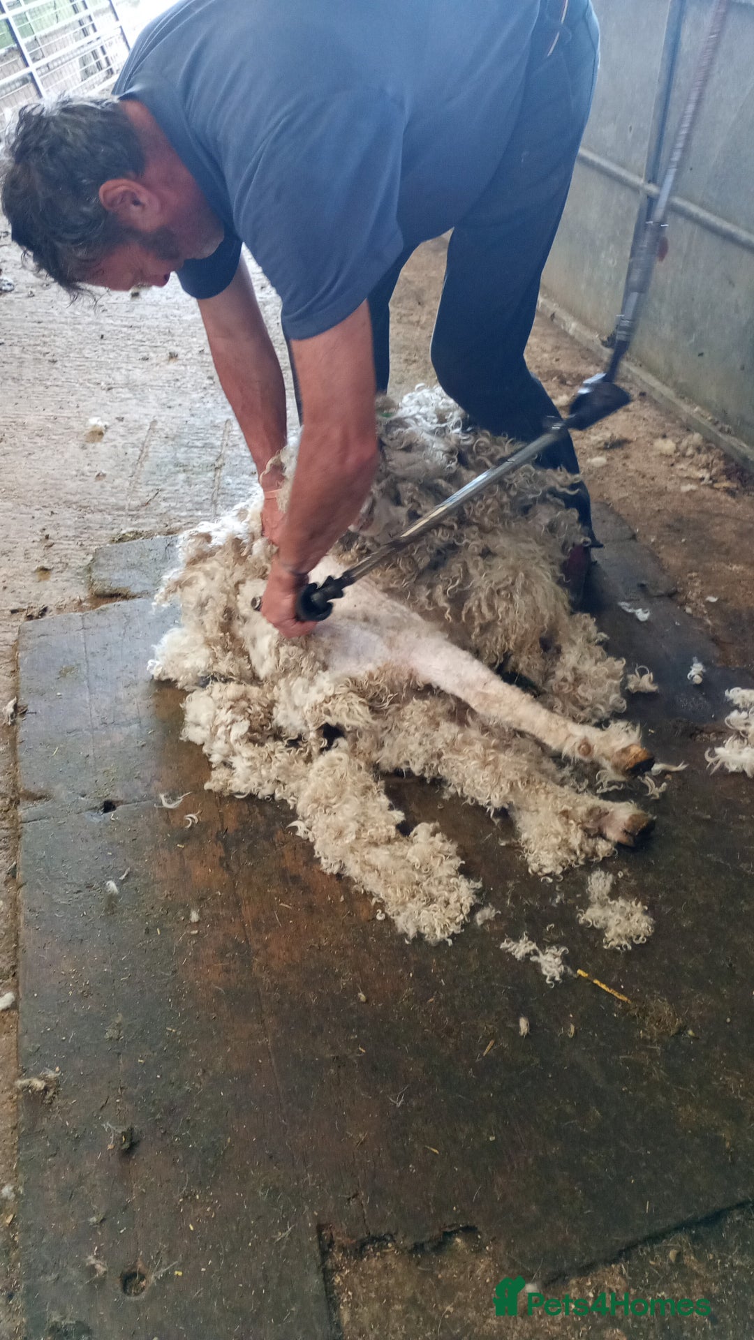 Goats livestock for sale: Angora nanny and kids  in Camelford - Image 7