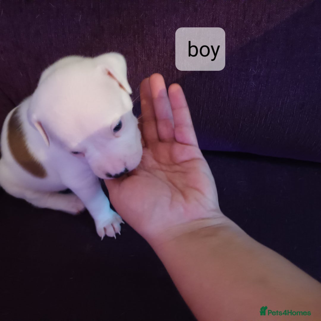 Staffordshire Bull Terrier dogs for sale: Puppi Staffordshire Bull terrier,white verry rare - Image 11