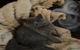 British Shorthair cats for sale: ❤️GCCF❤️ONE GIRL LEFT❤️READY❤️ BRITISH SHORTHAIR❤️ - Image 27