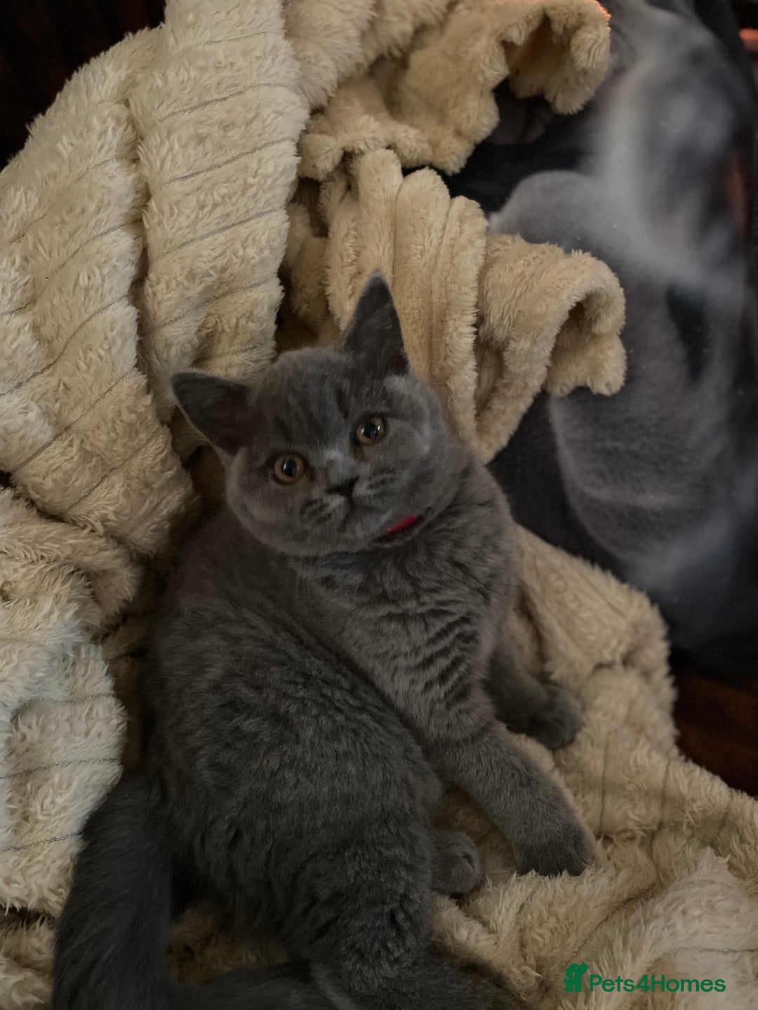 British Shorthair cats for sale: ❤️GCCF❤️ONE GIRL LEFT❤️READY❤️ BRITISH SHORTHAIR❤️ - Image 27