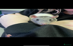 Rat rodents for sale: 2 male rats.  - Image 2