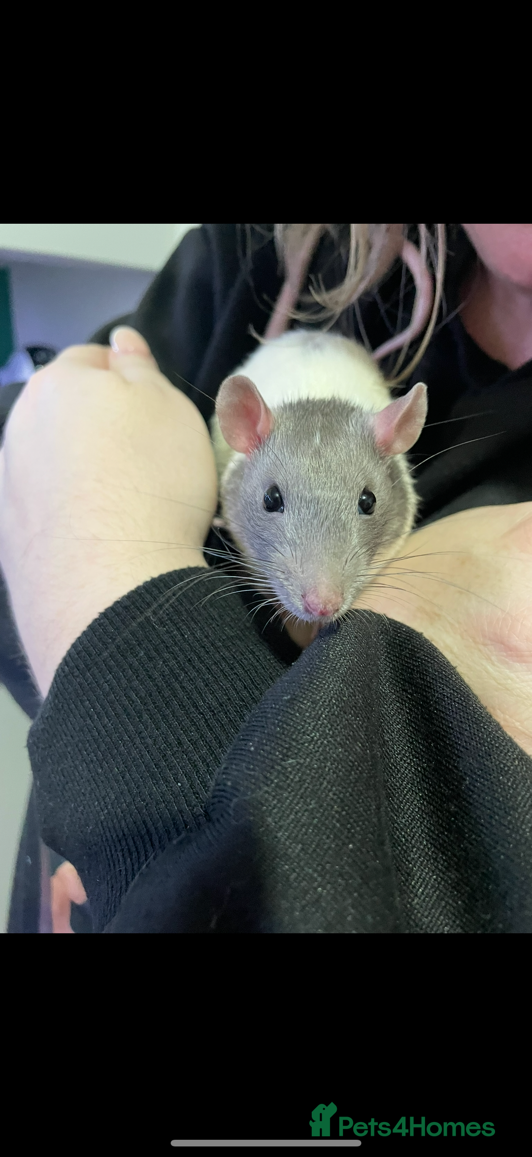 Rat rodents for sale: 2 male rats.  - Image 2