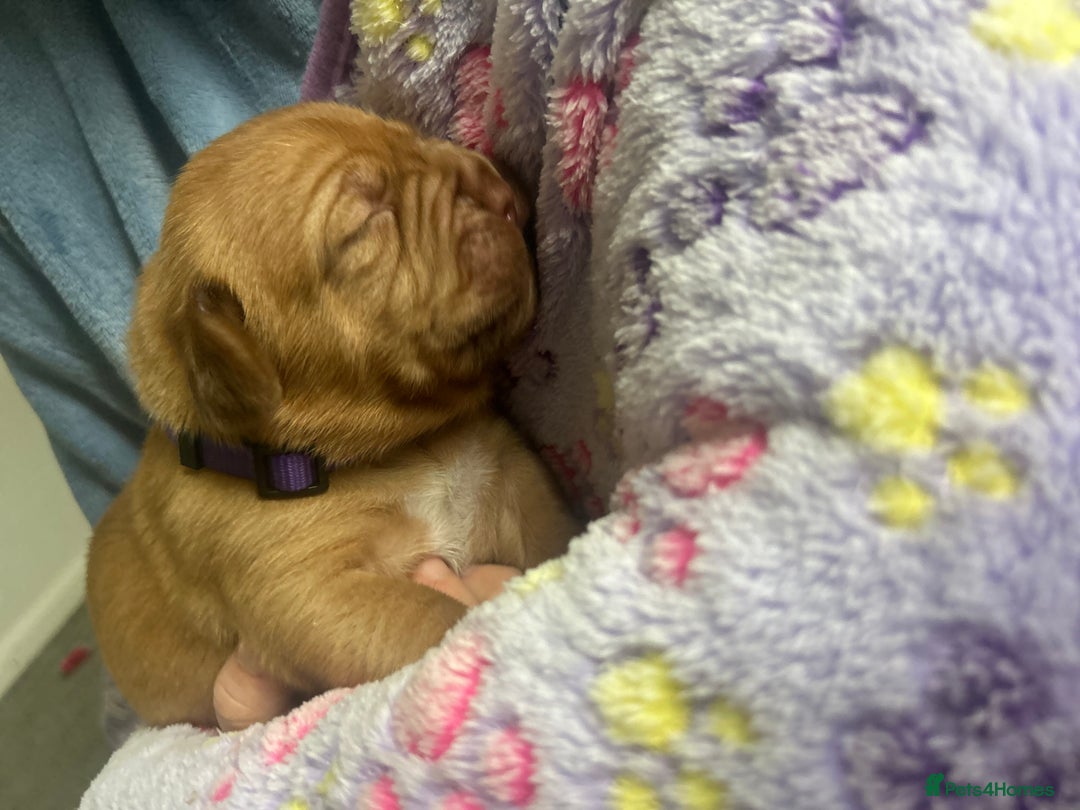 Dogue De Bordeaux dogs for sale: 2 BITCHES!LEFTFULL PEDIGREE 🦁 dogue de Bordeaux  - Advert 27