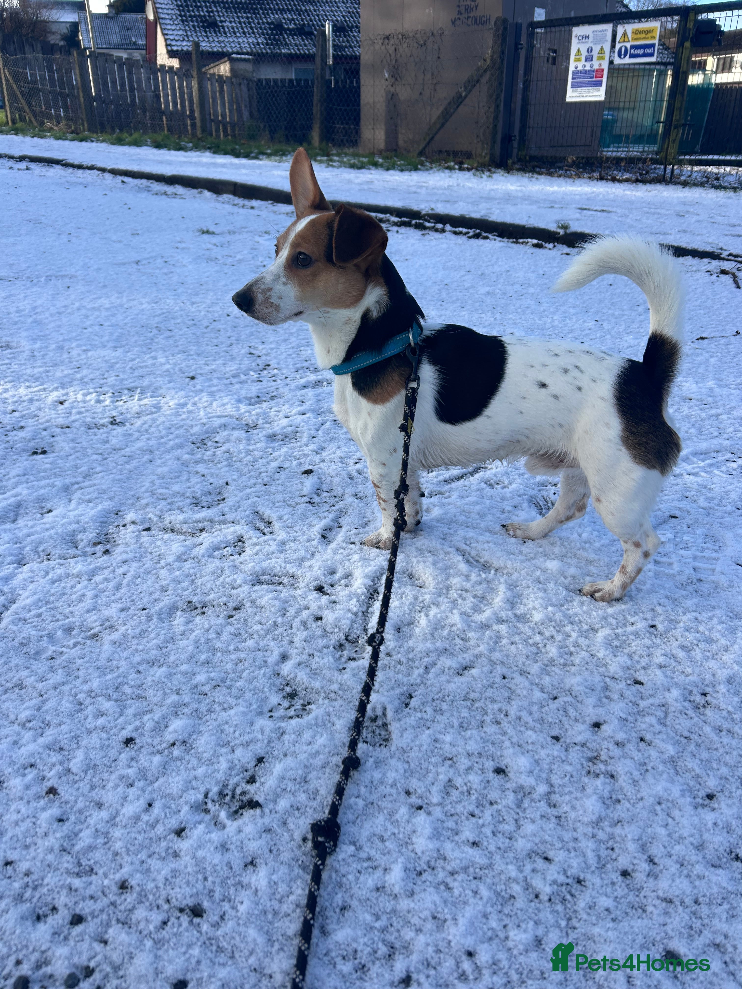 Jack Russell dogs Tan white and brown Jack Russell Stud  in Aughnacloy - Advert 2