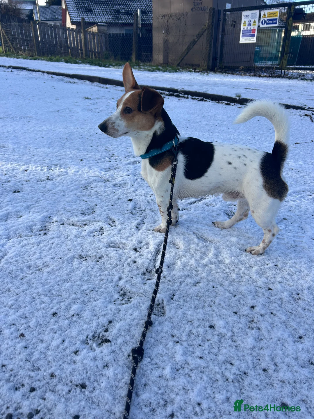 Jack Russell dogs for stud: Tan white and brown Jack Russell Stud  in Aughnacloy - Advert 1