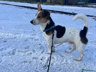 Jack Russell dogs Tan white and brown Jack Russell Stud in Aughnacloy - Advert 2
