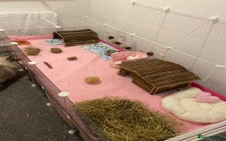 Guinea Pig rodents for sale: Two lovely boars with complete set up - Image 20