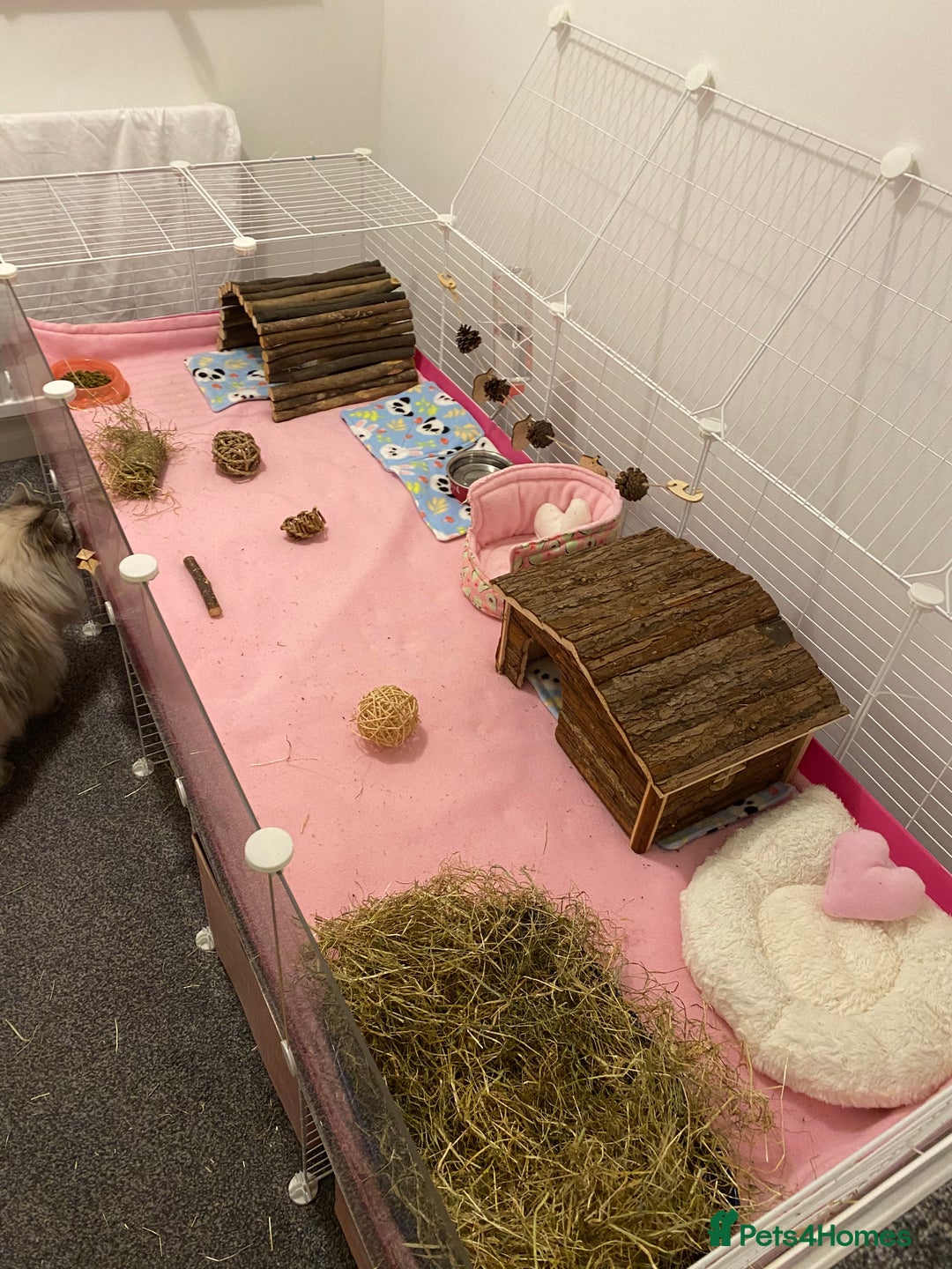 Guinea Pig rodents for sale: Two lovely boars with complete set up - Image 20