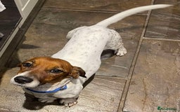 Jack Russell dogs for adoption: BENNY – WAITING FOR HIS HAPPY ENDING 🐶🏡 - Image 1