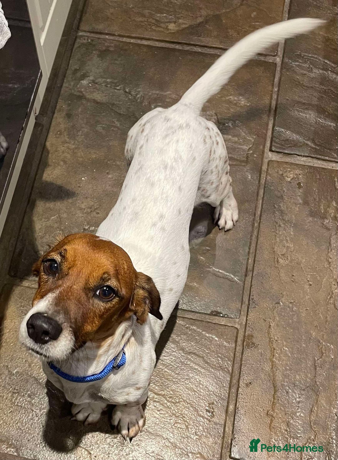 Jack Russell dogs for adoption: BENNY – WAITING FOR HIS HAPPY ENDING 🐶🏡 - Image 1