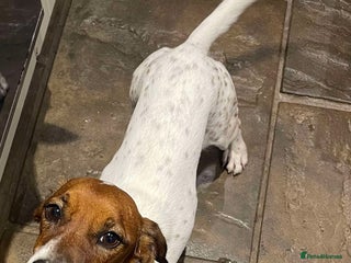 Jack Russell dogs BENNY – WAITING FOR HIS HAPPY ENDING 🐶🏡 - Advert 1