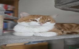 Mixed Breed cats for adoption: Male Rescue Cat for Indoor Adoption - Image 6