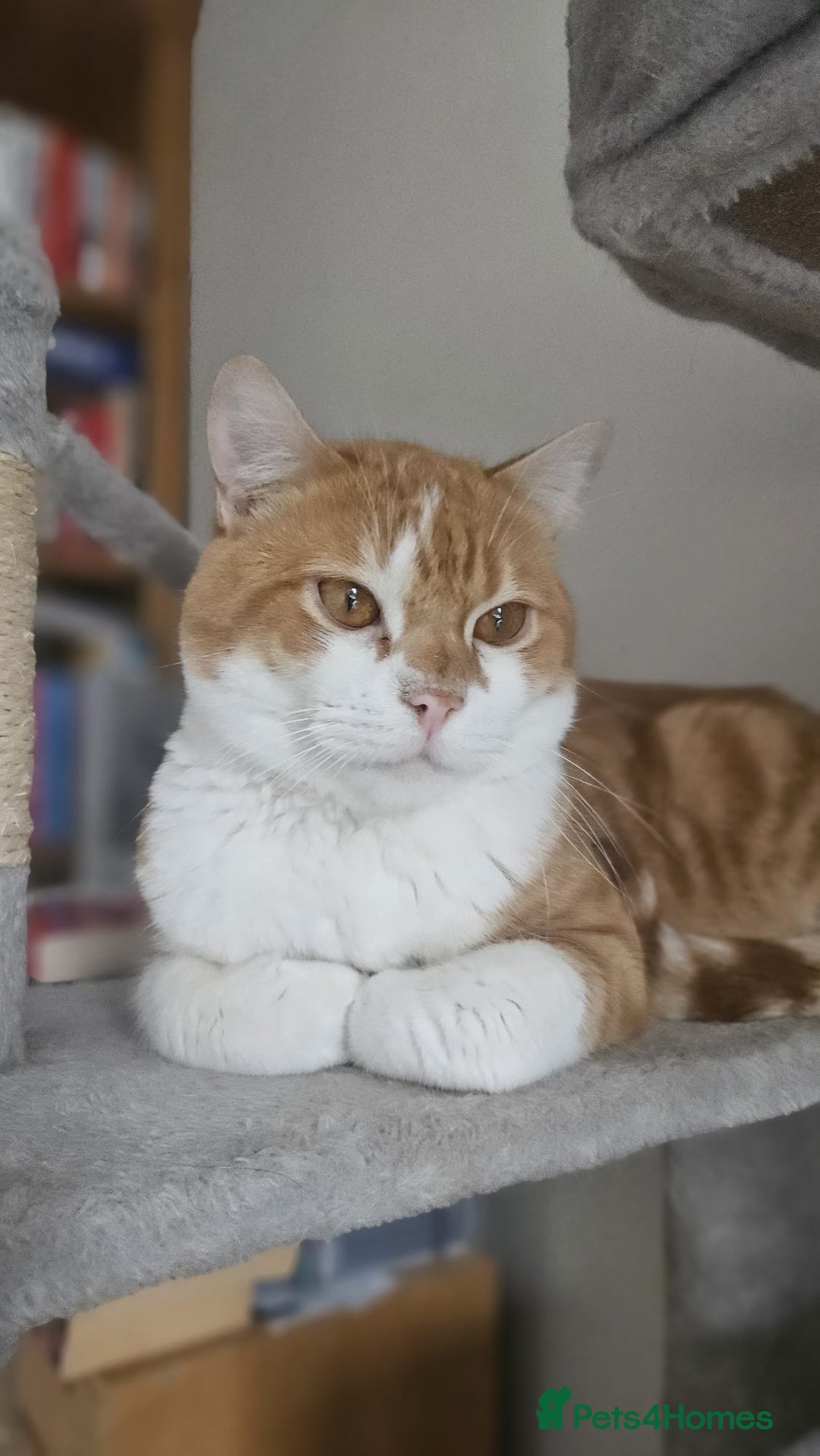 Mixed Breed cats for adoption: Male Rescue Cat for Indoor Adoption - Image 6