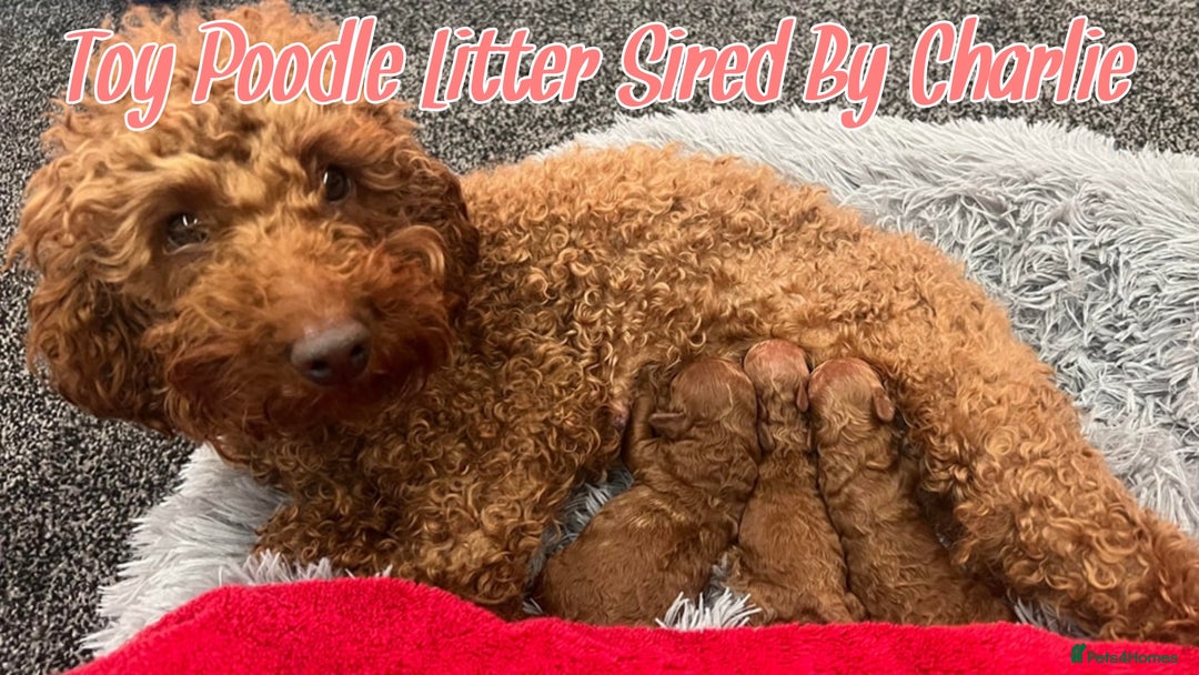 Toy Poodle dogs for stud: Red Toy Poodle Stud (3.5KG) in Mexborough - Image 4