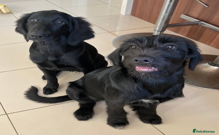 Mixed Breed dogs - Advert 4