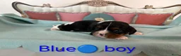 Cavalier King Charles Spaniel dogs for sale: Health Tested Cavalier King Charles  - Advert 9