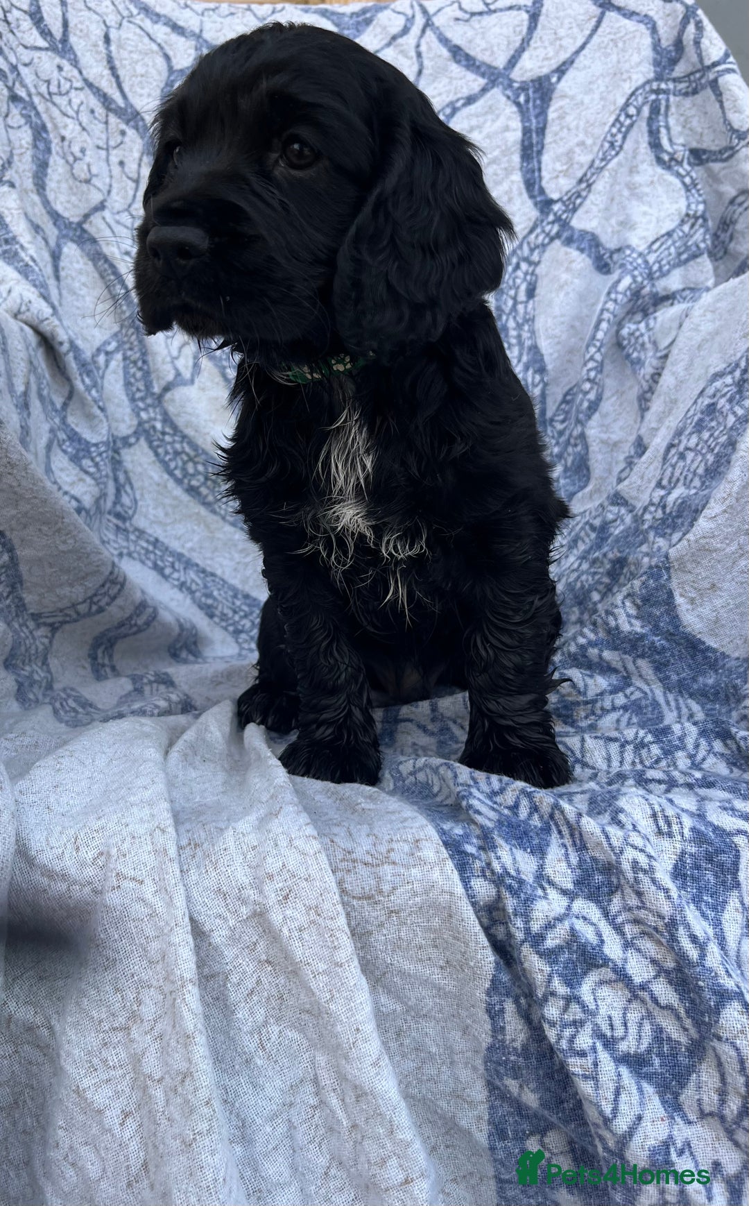 Cocker Spaniel dogs for sale: FULLY VACCINATED working cocker spaniel puppies  in Ashford - Image 5
