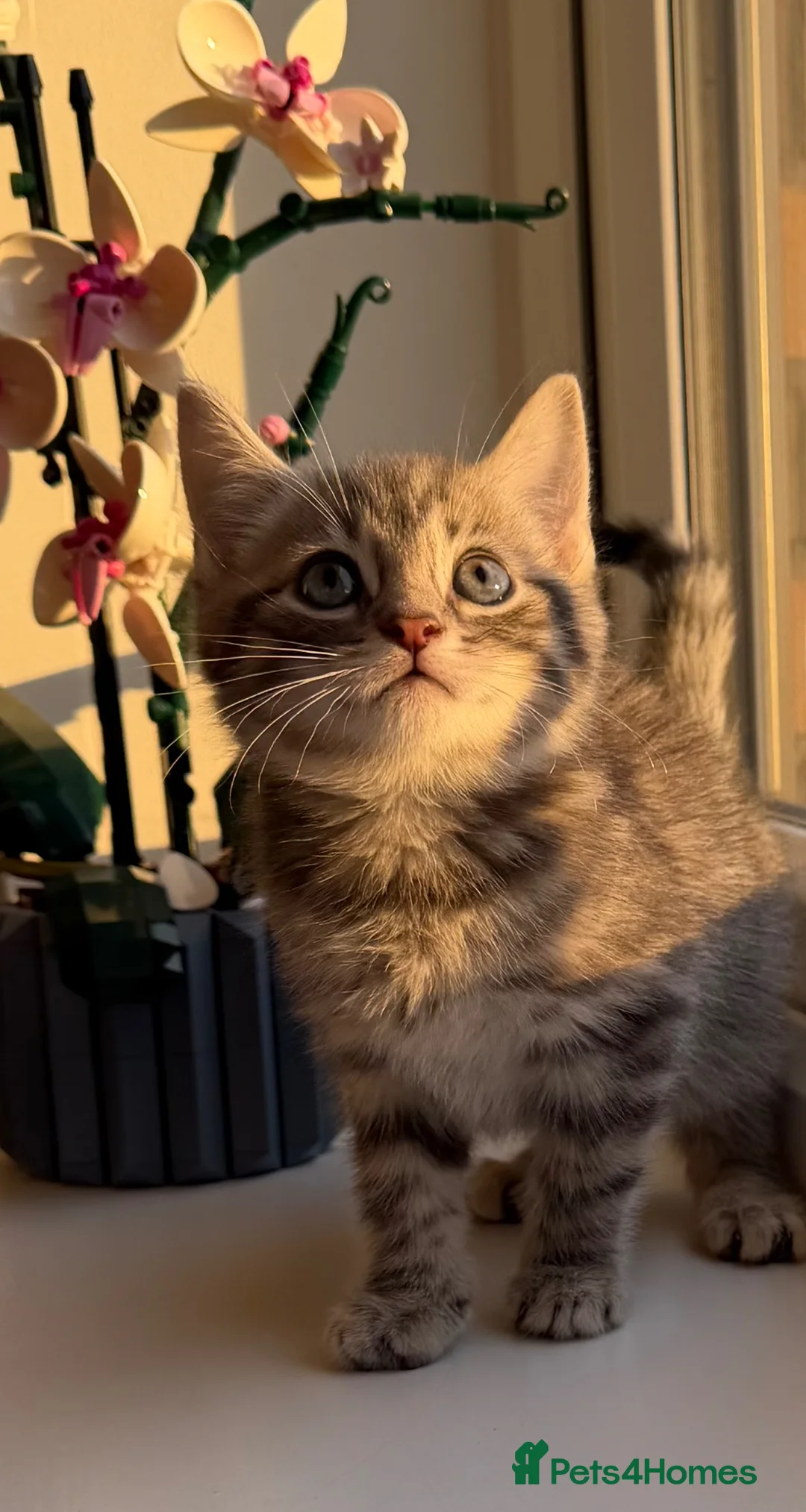 Siamese cats for sale: Beautiful Siamese Mix Kittens  - Advert 2