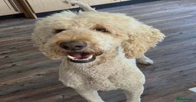 Standard Poodle dogs - Advert 4