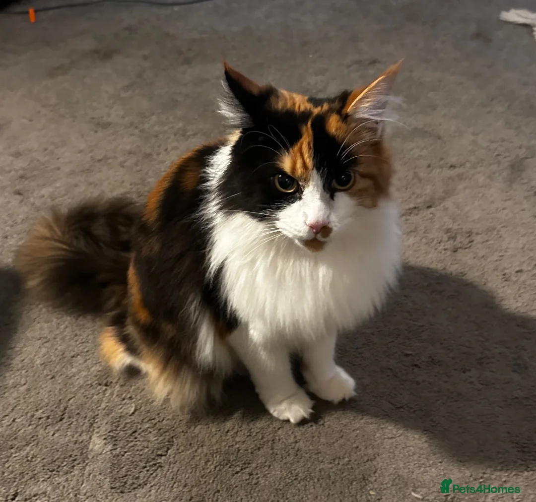 Maine Coon cats for sale: Lucky in Manchester - Advert 2