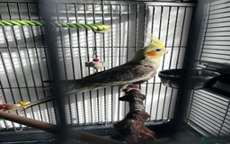 Cockatiels birds for sale: Cockatiel 4 months old  - Advert 3
