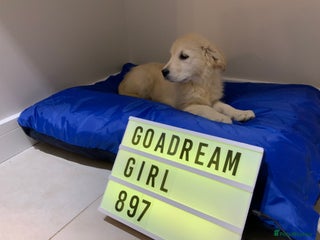 Golden Retriever dogs Golden Retrievers -Goadream kc - Advert 9