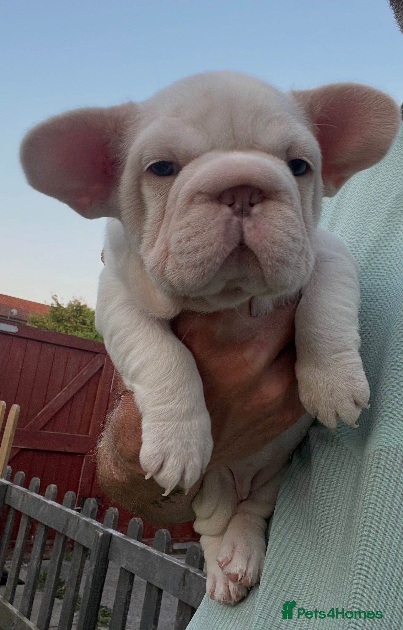 French Bulldog dogs Stunning French bulldog pups  - Advert 12