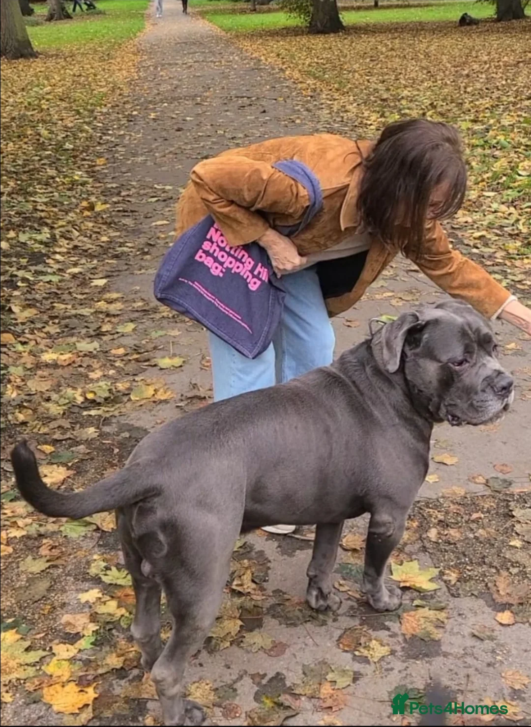 Cane Corso dogs for stud: Big Vince CaneCorso Stud - Advert 2