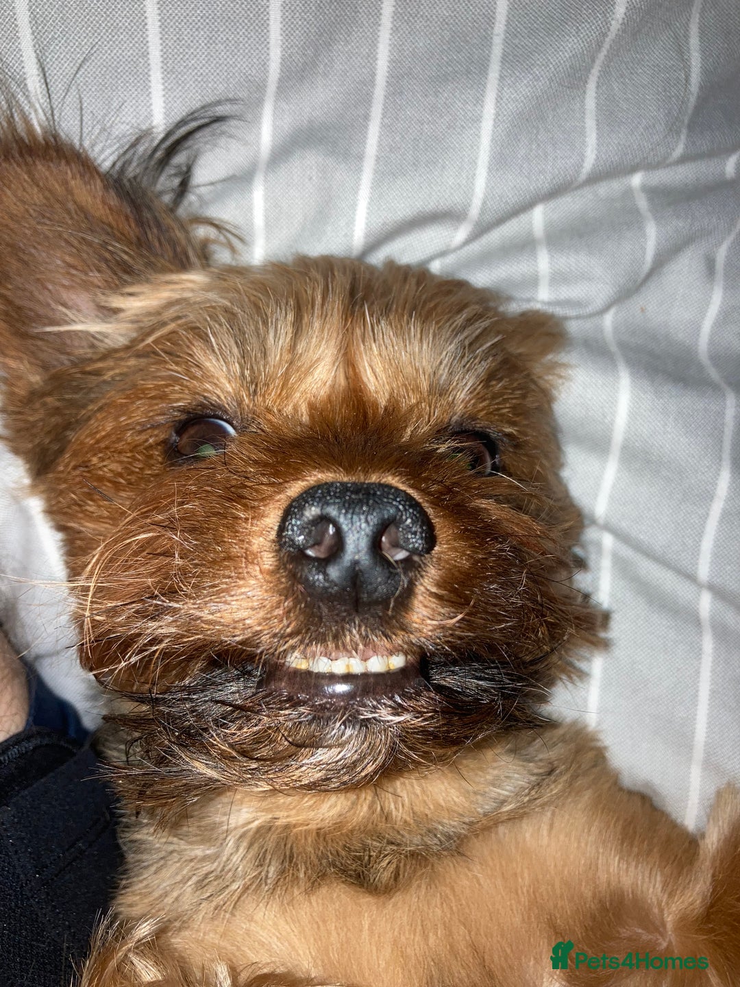 Yorkshire Terrier dogs for sale: Max & Mollie - Image 11