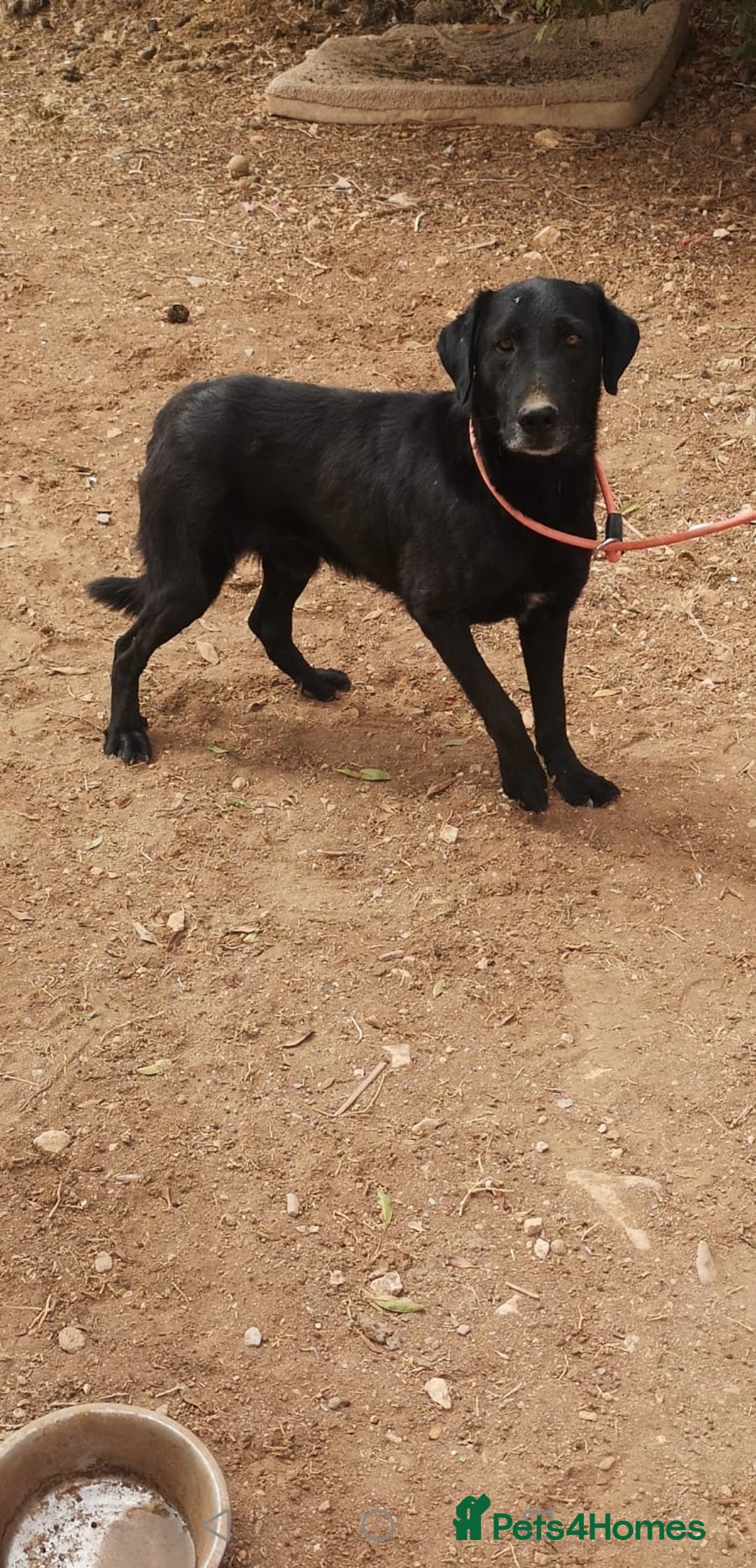 Mixed Breed dogs for adoption: ❤️ Mr Happy Looking For A Home in Hengoed - Image 5