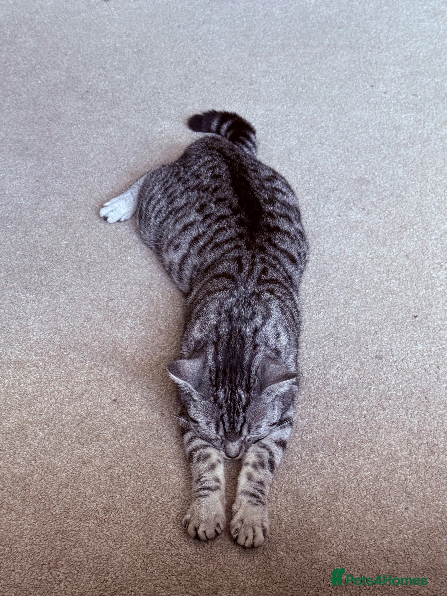 British Shorthair cats Silver Tipped British Short Hair Kittens - Advert 17