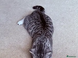 British Shorthair cats Silver Tipped British Short Hair Kittens - Advert 1