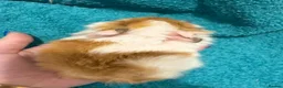 Guinea Pig rodents for sale: RESERVED Peruvian Cream Long Hair Boars - Advert 6