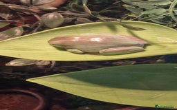 Frog reptiles for sale: 2 white tree frogs  - Image 2