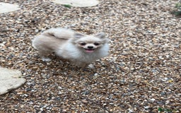 Pomeranian dogs for sale: Beautiful Pomeranian  - Image 4