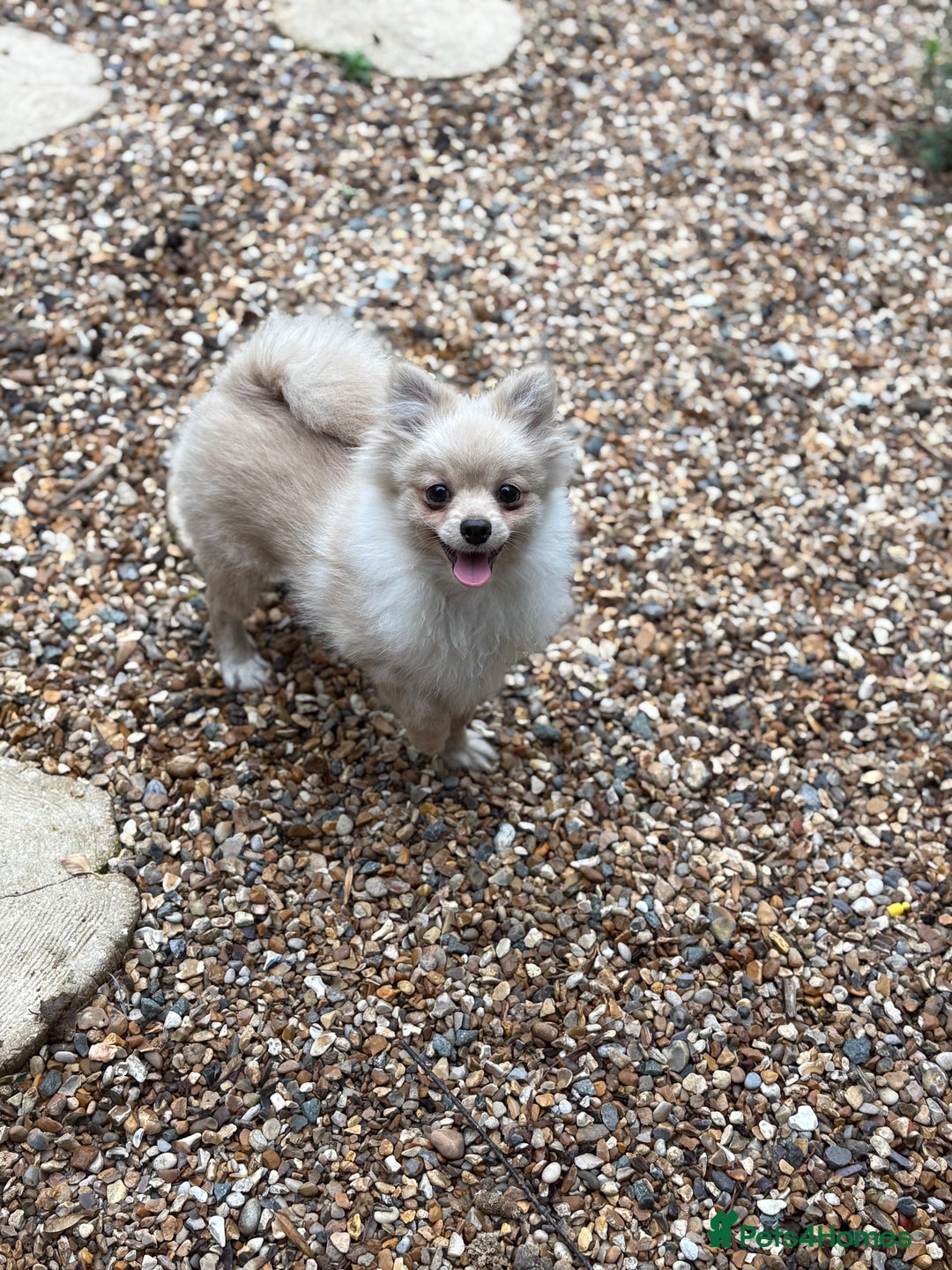 Pomeranian dogs for sale: Beautiful Pomeranian  - Image 4