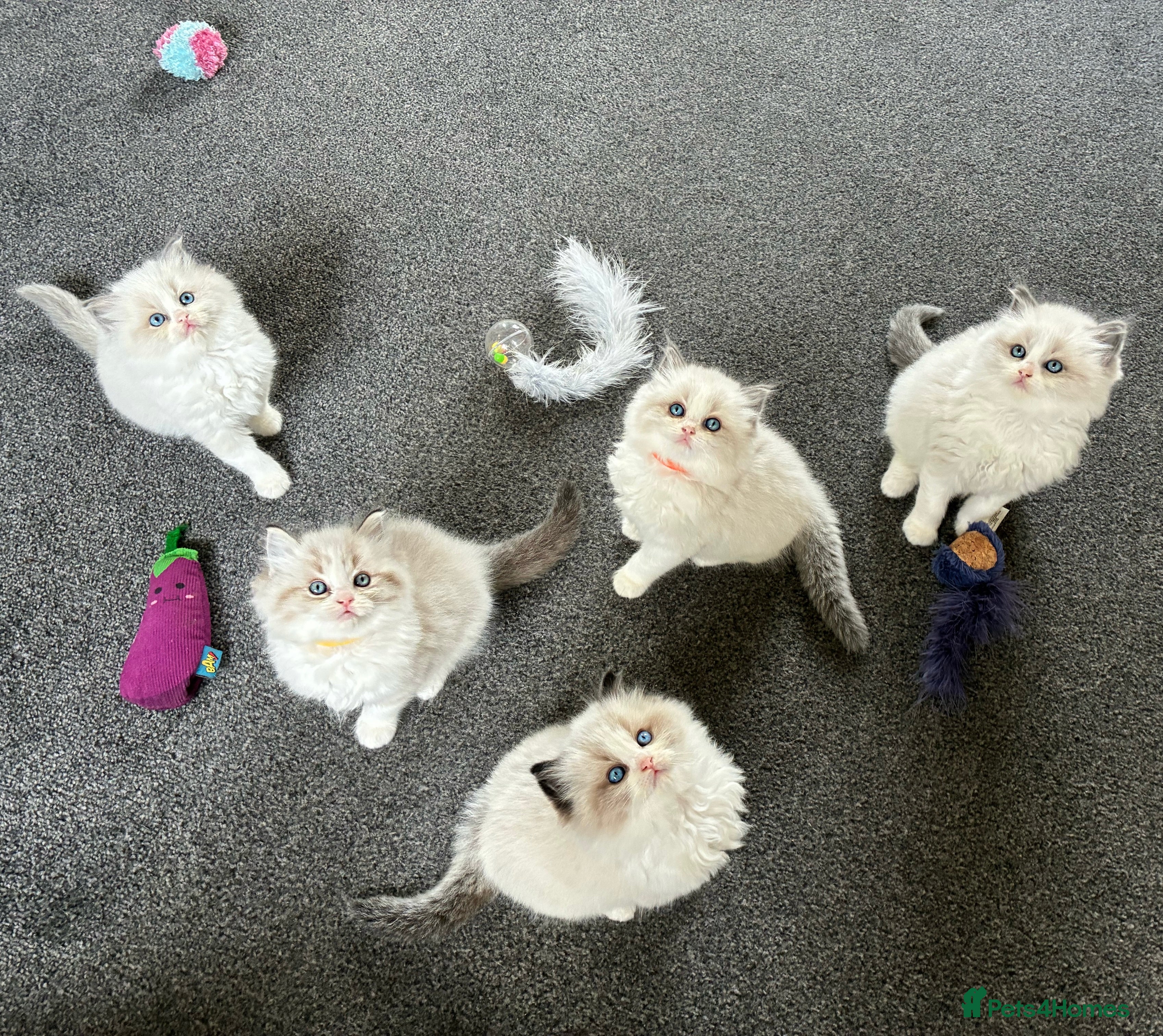 Ragdoll cats Stunning GCCF Bi-color Ragdoll Kittens - Advert 1