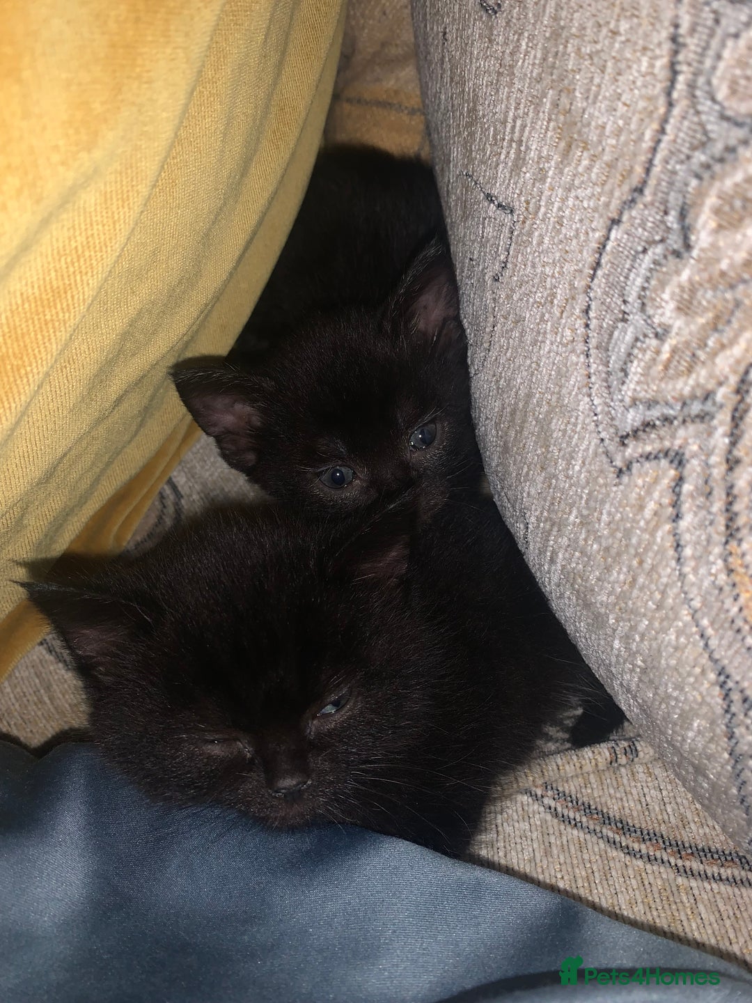 Bombay cats for sale: Kittens - Advert 6