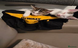 Mixed Breed cats for sale: 3 kittens  - Image 4