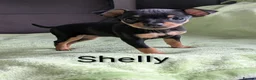 Mixed Breed dogs for sale: Russian Toy Terrier x Miniature Pinscher Puppies - Advert 9