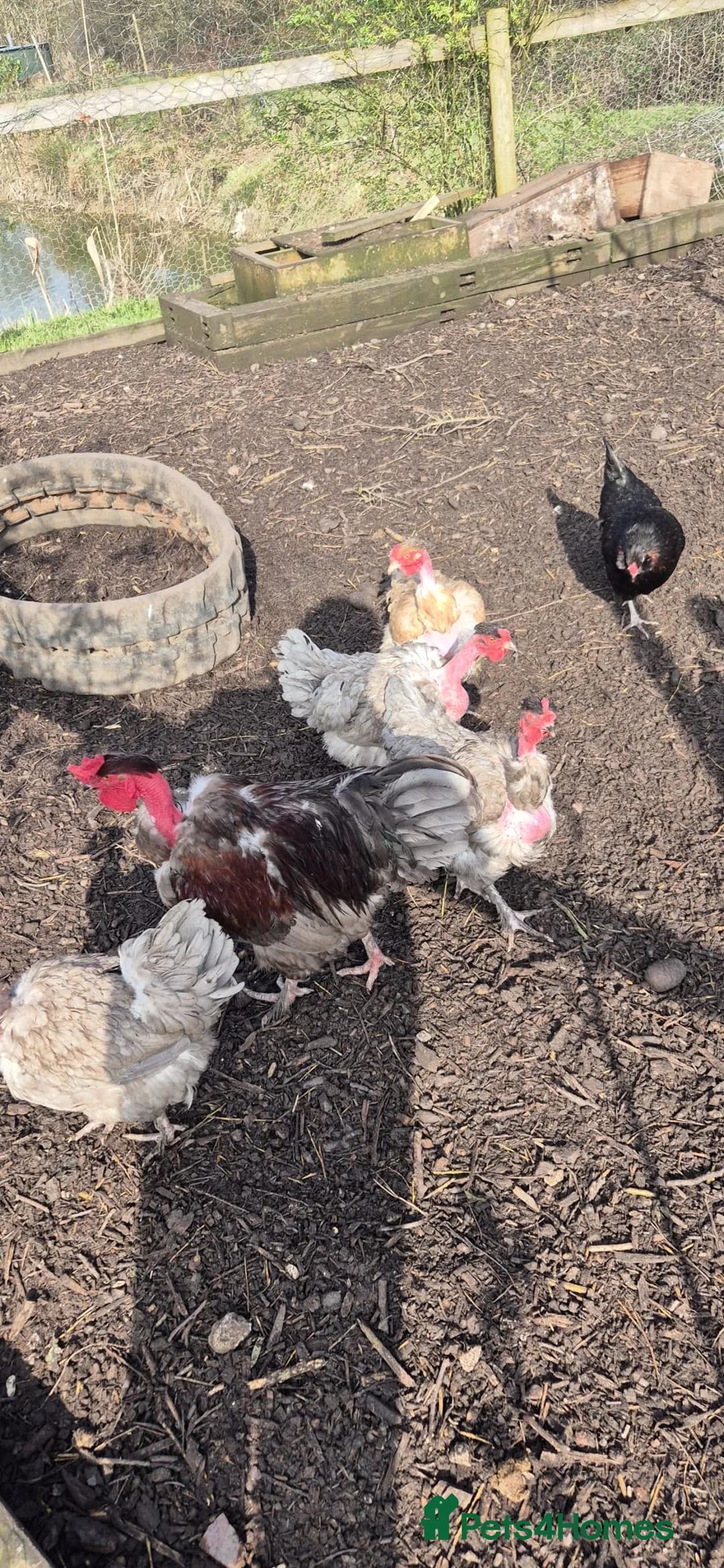 Chickens poultry for sale: Day old naked necks  in Alton - Advert 2