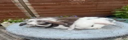 Mini Lop rabbits for sale: Gorgeous mini lops  - Advert 8