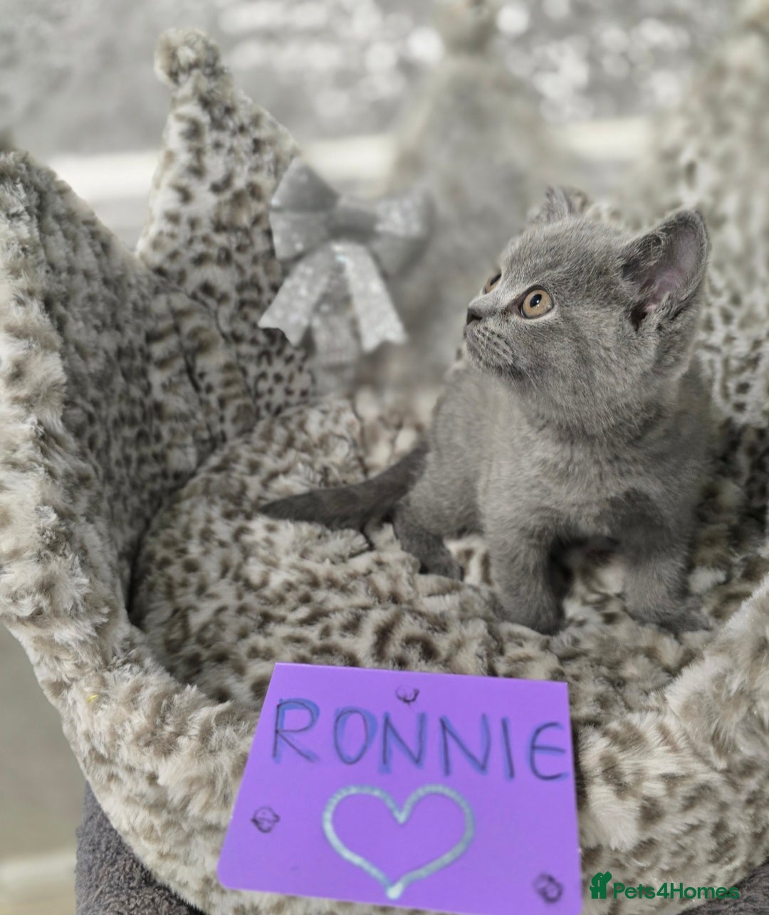 British Shorthair cats for sale: 🩷💜Beautiful British shorthair kittens 💜🩷 - Advert 37