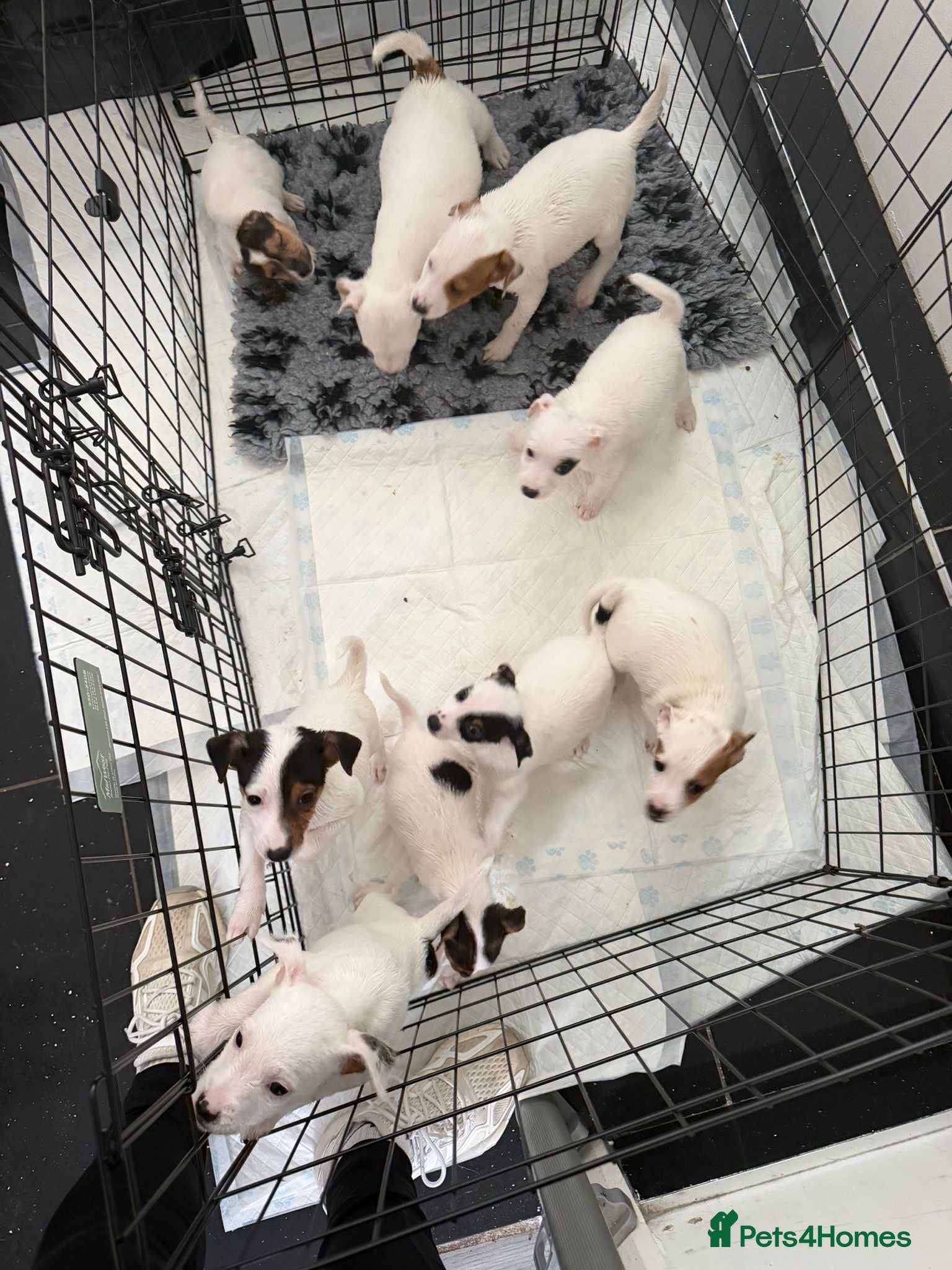 Jack Russell dogs Jack Russell puppies - Advert 2