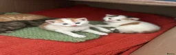 Mixed Breed cats for sale: Kittens - Advert 4